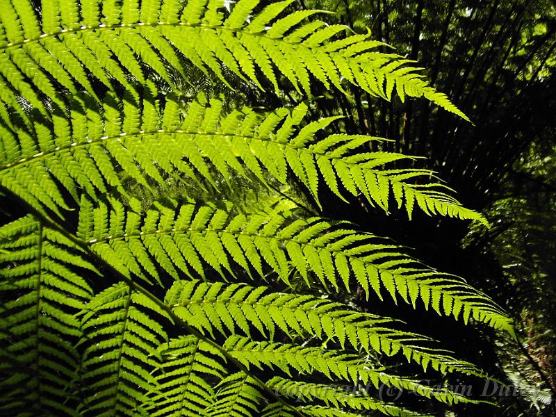 Fern frond, Sherbrook Forest PIC00213.JPG - PIC00213.JPG                   